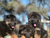 Showline K9 Alman Kurdu Yavrularımız
