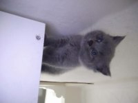 Safkan british shorthair cinsi yavru kedimiz