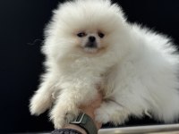 Pemıde Köpek Çiftliğinden Teddy Pomeranian 
