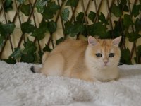 British shorthair NY12 erkek ZEUS