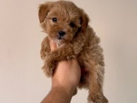 Kg Garantili Maltipoo Yavrularımız