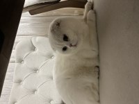 1.5 yaşında erkek scottish fold