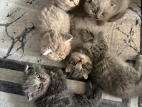 British shorthair 45 günlük yavrular