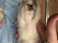 British shorthair blue point