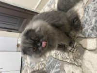 Yavrumun yavrusu british longhair