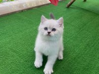 1.5 aylık iri cüsseli erkek british shorthair kedimiz