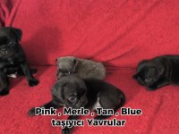Siyah Renk Pug Mops Yavruları