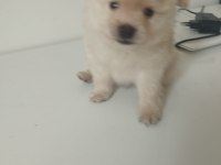 2 Aylık pomeranian yavrular