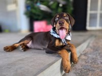 Türkiyenin en güvenilir çiftliğinden doberman
