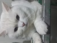 Çipli aşıları eksiksiz british shorthair