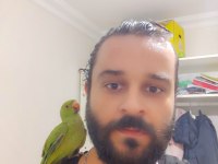 3 aylık yavru Pakistan papağanları