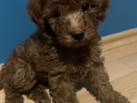 Kendi köpeğimin yavruları