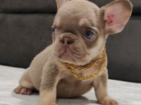 New Shade Isabella ve Rojo Merle Fransız Bulldog Yavruları