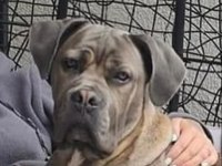 Dev Gibi Cane Corso Yavruları