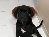 Şecereli cane corso iki buçuk aylık yavrularım