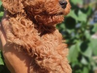 Poodle En Sevilenler Geldi