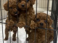 Kore red brown toy poodle kardeşler