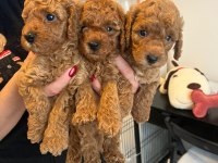 Poodle minnaklarımıza yuva arıyoruz