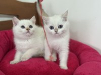 Golden point british shorthair yavrularımız