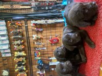 Burkemden en güzel dost Labrador retriever