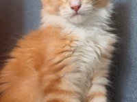2 buçuk aylık renk renk iri safkan maine coon yavruları