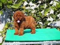 Red Brown toy poodle yavruları
