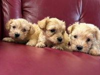 Ufacık safkan maltipoo yavrularım