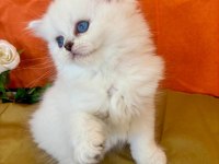 Show Kalite Silver British Longhair Yavruları