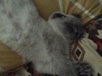 8 aylık scottish fold