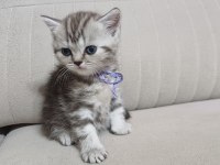 British ve longhair