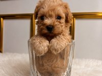 EVINIZIN MINIK POODLE UYELERI