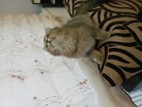 3 aylık tüm karma aşıları yapılmış ERKEK kedimiz