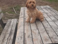 Poodle Görünümlü Maltipoo Yavrumuz