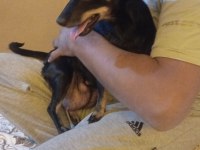Minyatür Pinscher Yavruları Dişi Erkek