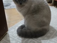 British Shorthair Damızlık Kediler