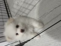Pomeranian boo köpeğimiz