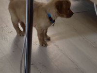 Altın golden retriever yavrumuz