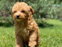 Maltipoo Yavruları Sizleri Bekliyor  
