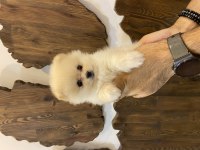 Pomeranian yavrular