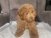 1 NO ERKEK MALTIPOO OĞLUMUZ