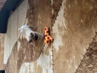 45 günlük krem dişi pug mops
