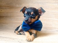 O bir avuç Multi çocuk pinscher