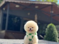 Orange Pomeranian Boo Köpeği