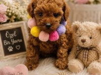 Premıum Korea Teacup Toy Poodle Yavrularımız