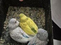 Bebek Muhabbet Kuşları