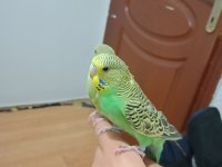 Jumbo ele alıştırmalık muhabbet kuşu