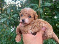 0 numara maltipoo