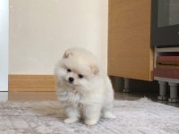 3 aylık dişi orijinal pomeranian boo