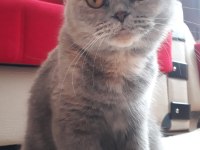 British shorthair güzel kızım Leidi
