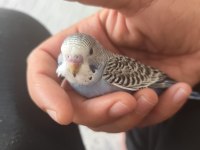 Yeni yeme düşen bebek muhabbet kuşu yavrular